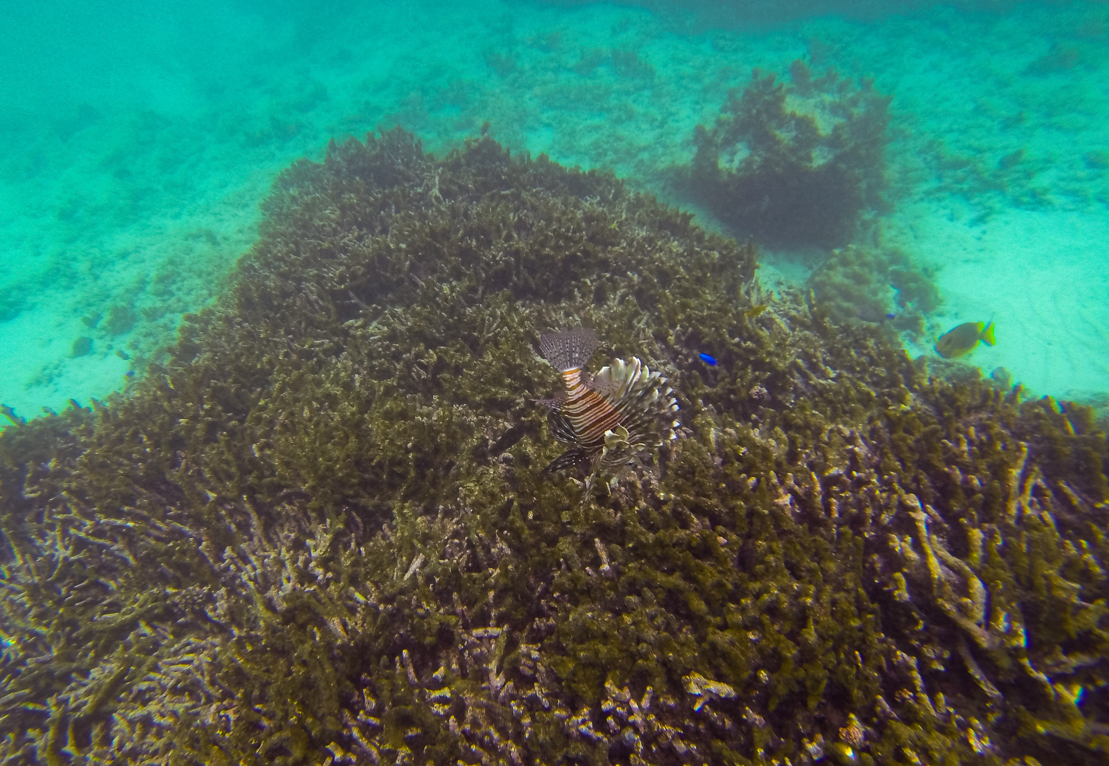 Lion Fish and Coral Diving in Koh Tao 
